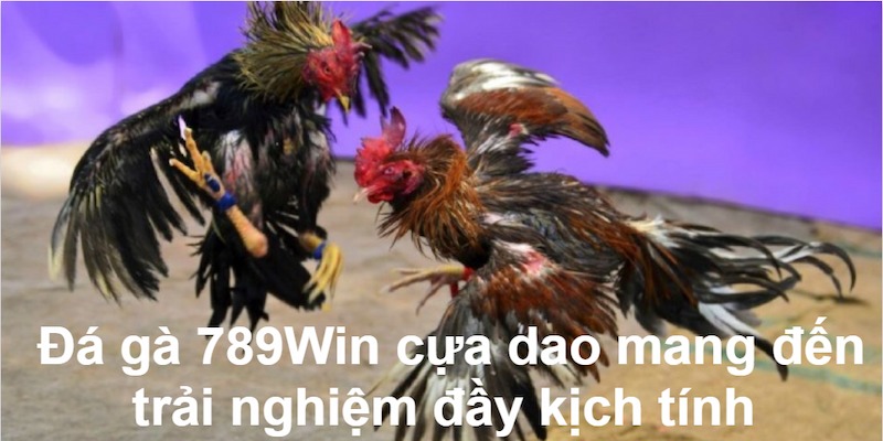 da-ga-789win-cua-dao-mang-den-trai-nghiem-kich-tinh
